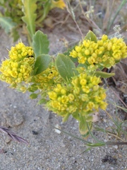 Lepidium flavum