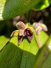 Acianthera aphthosa, photograph (c) bruno_san1409, some rights reserved (CC BY-SA)