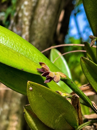 Acianthera aphthosa, photograph 3