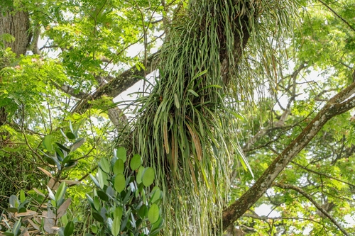 Cymbidium finlaysonianum