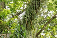 Cymbidium finlaysonianum