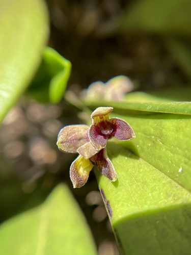 Acianthera aphthosa, photograph 6
