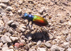 Cicindela scutellaris scutellaris