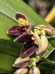 Acianthera aphthosa