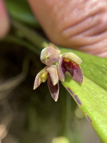 Acianthera aphthosa, photograph 5