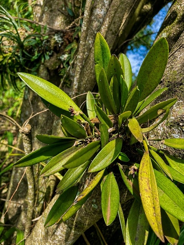 Acianthera aphthosa, photograph 4