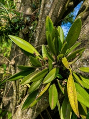 Acianthera aphthosa, photograph (c) bruno_san1409, some rights reserved (CC BY-SA)