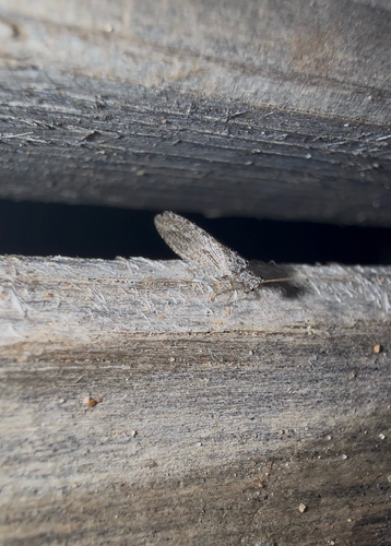 Micromus variolosus