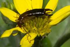 Forficula senegalensis