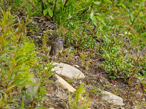 Bluethroat