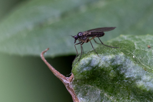 iNaturalist observation photo of Flies