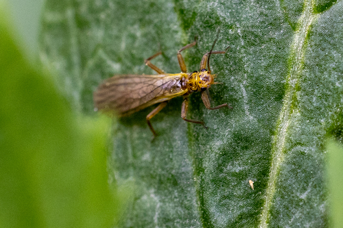 iNaturalist observation photo of Perloidea