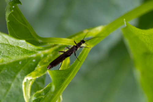 iNaturalist observation photo of Winged and Once-winged Insects