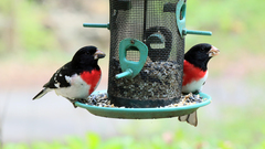 Pheucticus ludovicianus