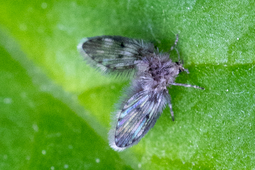 iNaturalist observation photo of Moth Flies