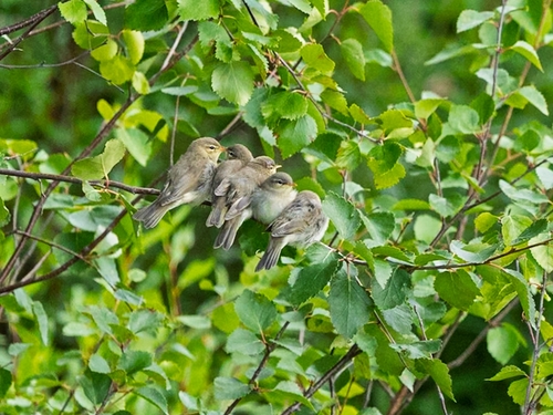 Willow Warbler