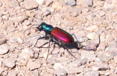 Cicindela scutellaris scutellaris