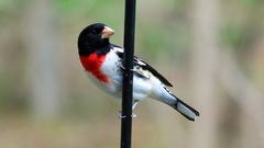 Pheucticus ludovicianus