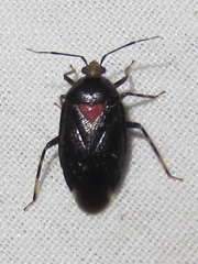 Deraeocoris sayi