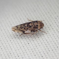 Xestocephalus tessellatus