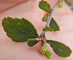Cercocarpus betuloides betuloides
