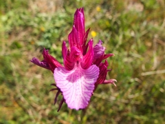Anacamptis papilionacea grandiflora