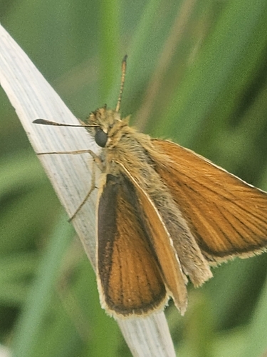 Essex Skipper