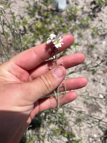 Nerisyrenia camporum