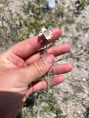 Nerisyrenia camporum