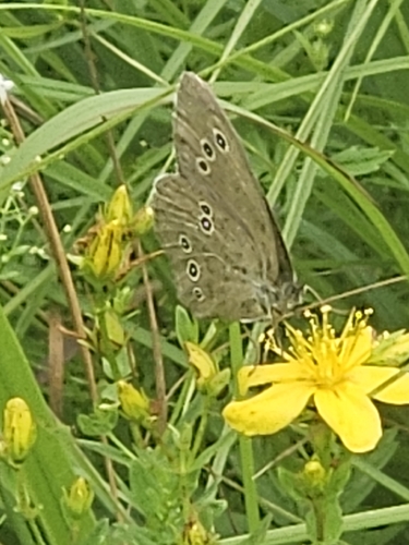 Ringlet