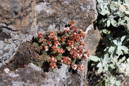 Crassula setulosa