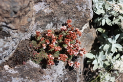 Crassula setulosa
