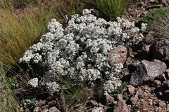 Helichrysum sutherlandii, photograph (c) Tony Rebelo, some rights reserved (CC BY-SA)