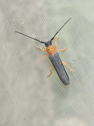 Oberea oculata