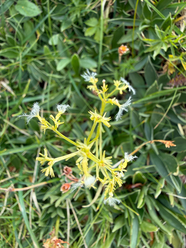 Valeriana saxatilis, photograph 4