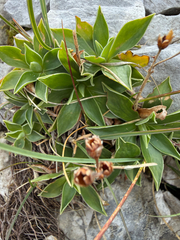 Primula glaucescens