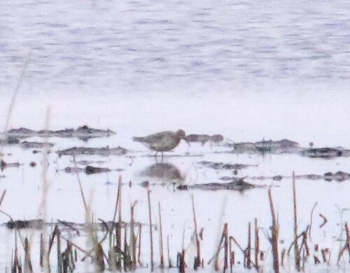 iNaturalist image
