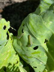Evergestis rimosalis