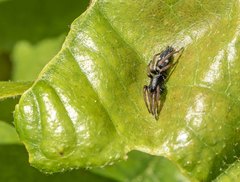 Aphantaulax trifasciata