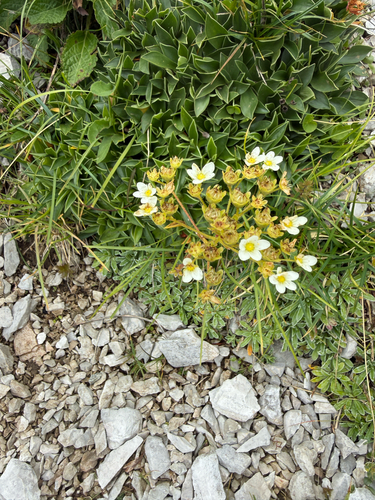 Saxifraga hostii, photograph 1