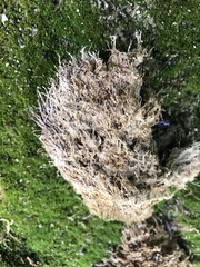 Dicranoweisia cirrata