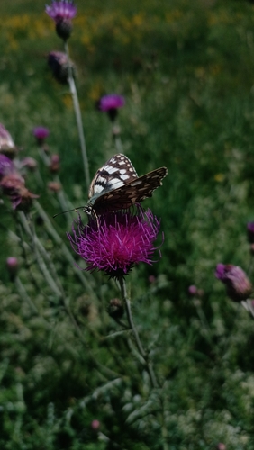 Marbled White