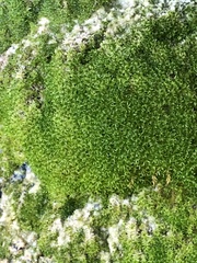 Dicranoweisia cirrata