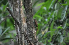 Glyphorynchus spirurus