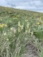 Lupinus sulphureus