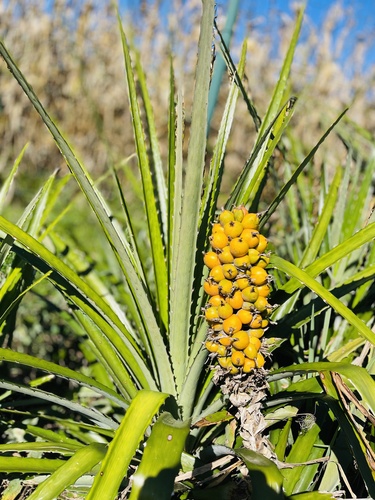 Bromelia balansae