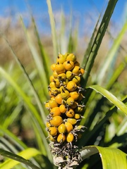 Bromelia balansae, photograph (c) bruno_san1409, some rights reserved (CC BY-SA)