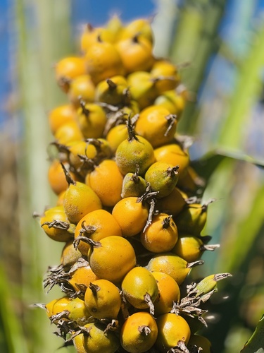 Bromelia balansae, photograph 3
