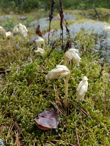 pinesap