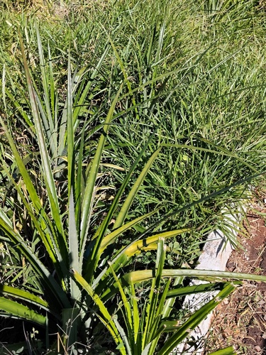 Bromelia balansae, photograph 4